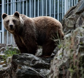 Αρκούδα επιτέθηκε σε ηλικιωμένο κυνηγό στη Φλώρινα - πετάχτηκε μέσα από τα καλαμπόκια & τον τραυμάτισε