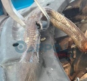 Ένα νεκρό φίδι βρήκε μέσα στην μηχανή του αυτοκινήτου του στην Καλαμάτα