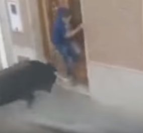 Ασύλληπτη σκηνή στην Ισπανία: Μαινόμενος ταύρος καρφώνει και σκοτώνει 46χρονο πατέρα δυο παιδιών (ΒΙΝΤΕΟ)