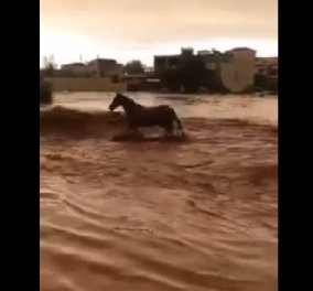 Βίντεο: Η δραματική προσπάθεια ενός αλόγου να ξεφύγει από τα ορμητικά νερά στην Μάνδρα!