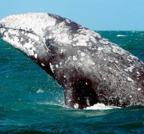 Υπέροχο & σπάνιο φυσικό θέαμα! Στις ακτές του Απαλού ξεβράστηκε φάλαινα μήκους έξι μέτρων (ΒΙΝΤΕΟ)