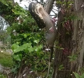 Βίντεο: Ασύλληπτο! Πυθώνας καταπίνει ζωντανό ένα πόσουμ κρεμασμένος από ένα δέντρο!