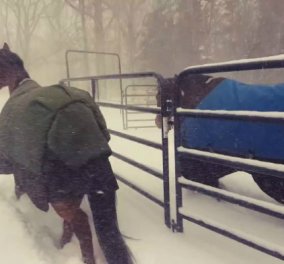Smile Βίντεο: Το Internet γελάει βλέποντας αυτά τα άλογα να παίζουν ελεύθερα στο χιόνι όταν τα άφησε ο ιδιοκτήτης τους
