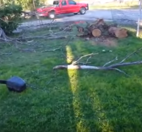 Πήγαν να κόψουν δέντρα & έφεραν την καταστροφή: Να τι μπορεί να συμβεί σε λίγα δευτερόλεπτα (ΒΙΝΤΕΟ)
