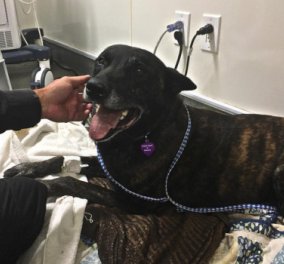 Αστυνομικός σκύλος με το όνομα Puskas συνέλαβε επικίνδυνο ύποπτο στις ΗΠΑ (ΒΙΝΤΕΟ)