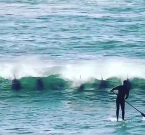 Το πιο ξεκαρδιστικό βίντεο με άνδρα να κάνει σέρφινγκ: Ένα δελφίνι τον ρίχνει από την σανίδα του!   