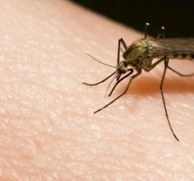 Σας τσιμπάνε τα κουνούπια; Τώρα ενα app διώχνει μακριά τον ανώφελο επισκέπτη- Δείτε πως
