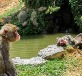 Νεκρό βρέθηκε ένα βρέφος 16 ημερών που είχε απαχθεί από πίθηκο - μακάκο μπροστά στη μητέρα του