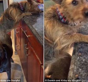 Αξιολάτρευτο βίντεο δείχνει 2 σκυλάκια να συνεργάζονται άψογα για να κλέψουν φαγητό από τον πάγκο της κουζίνας   