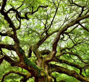 Που βρίσκεται το γηραιότερο δένδρο στην Ευρώπη - Ένα ελληνικό στην Πίνδο άνω των 1000 ετών 