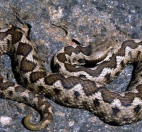 Οχιά: Όλα όσα θα θέλατε να ξέρετε & να δείτε για το δηλητηριώδες κοντό φίδι της Ελληνικής υπαίθρου