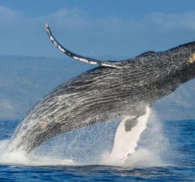 Bίντεο: Η στιγμή που η φάλαινα πετάγεται ψηλά & λούζει στην κυριολεξία τους τουρίστες!