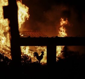 Πυρκαγιές στην Αττική: Οι νεκροί έφτασαν τους 74 - 164 οι ενήλικες τραυματίες, 23 παιδιά από τις πυρκαγιές στην Αν. Αττική (Βίντεο)