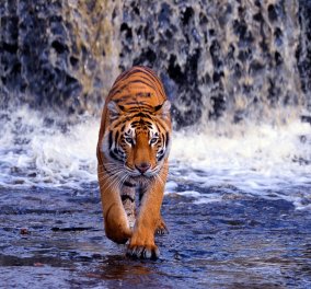 Τίγρεις και τιγράκια παίζουν και κολυμπούν σε μια πισίνα - Δείτε το εκπληκτικό βίντεο