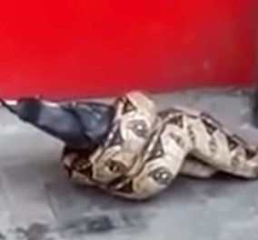Τρόμος στο Λονδίνο ή μήπως ακραία φιλοζωική αντίδραση: Το φίδι τρώει το περιστέρι έξω από κατάστημα (Βίντεο)