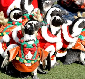 Η πιο ωραία χριστουγεννιάτικη εικόνα: Αληθινά πιγκουινάκια ντύθηκαν Αη Βασίληδες (φωτό)