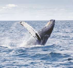 Βίντεο: Η βουτιά της ημέρας: Γιγαντιαία φάλαινα κάνει "splash" και λούζει τους τουρίστες!