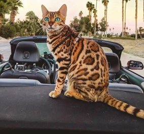 «Adventure Cats»: Οι γάτες που έγιναν... travel bloggers! Πόσα εκατ. ακολούθους έχουν στο Instagram; 