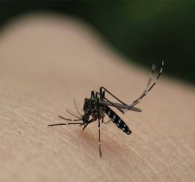 Έφτασε η εποχή των κουνουπιών - Πως θα προστατευθείτε από τον ιό του Δυτικού Νείλου