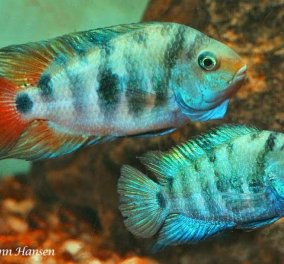 Amatitlania siquia: Τα μικρά ψάρια με τη μεγάλη καρδιά - Τα πονάει ο ερωτικός χωρισμός (βίντεο)
