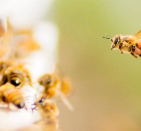 Ορεστιάδα: 41χρονος «μελισσοκόμος» άφησε την τελευταία του πνοή από τσίμπημα μέλισσας
