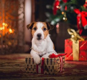 Βίντεο: Θα "λιώσετε" με αυτόν τον υπέροχο σκύλο: Στολίζει μόνος του το χριστουγεννιάτικο δέντρο και ...γίνεται viral 