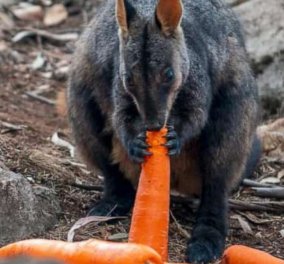 Αυστραλία: Ρίχνουν καρότα & πατάτες στα ζώα που λιμοκτονούν: Στο ναδίρ η δημοτικότητα του πρωθυπουργού