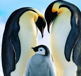 Σας αρέσουν οι ωκεανοί; Οι πιγκουίνοι που περπατούν καμαρωτοί, το ταξίδι στην Ανταρκτική, τα παιχνιδιάρικα δελφίνια; Υπέροχα βίντεο