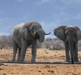 Τραγωδία με τον μυστηριώδη θάνατο 330 ελεφάντων στη Μποτσουάνα - Ποιος σκότωσε τους γίγαντες (φωτό)