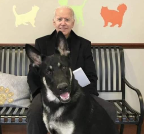 Τζο Μπάιντεν: Τα σκυλιά του, Major & Champ απέκτησαν Τwitter - Το πρώτο αδέσποτο που μπαίνει στον Λευκό Οίκο (φωτό)