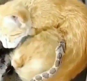 Ανατριχιαστικό: Γάτα κοιμάται αμέριμνη, όταν δέχεται επίθεση από φίδι - Δείτε το βίντεο