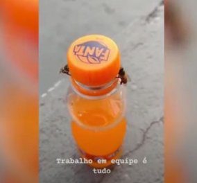 Απίθανο βίντεο: Δείτε πώς δύο μέλισσες καταφέρνουν να ανοίξουν το καπάκι από μπουκάλι αναψυκτικού! 