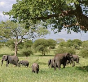 Οι ελέφαντες «που πήγαν εκδρομή» πήραν έναν υπνάκο! Το περιπλανώμενο κοπάδι που έχει αναστατώσει την Κίνα με το παράδοξο ταξίδι του (βίντεο)