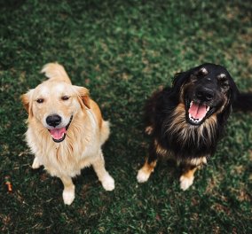 Εκπαιδεύουν σκύλους για να μυρίζουν τον Cocid-19 - Tο ζήτησαν oι μουσικοί για να ξεκινήσουν οι συναυλίες