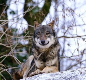 Λύκε, λύκε είσαι εδώ; Τρομακτικό βίντεο με τους λύκους να περικυκλώνουν σπίτι στο Νεοχώρι Ημαθίας