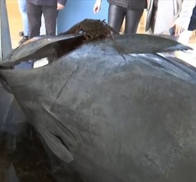 Έπιασαν τόνο - «τέρας» στο Ιόνιο! 390 κιλών & 3 μέτρων - το μεγαλύτερο ψάρι που έχει αληευτεί στην Ελλάδα (βίντεο)