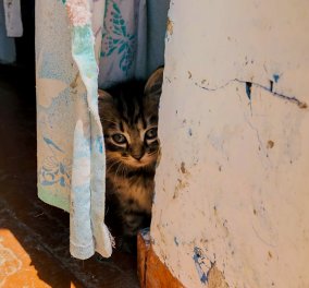  Θεσσαλονίκη: Τεμάχισαν νεογέννητα γατάκια και τα έβαλαν σε μπολ σίτισης αδέσποτων