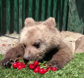 Γνωρίστε τον Θωμά: Το ορφανό αρκουδάκι από τη Φλώρινα που τρώει κεράσια & το απολαμβάνει (βίντεο)