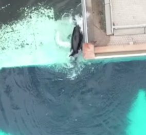 Συγκλονιστικό βίντεο: ''Μοναχική φάλαινα'', κοπανά το κεφάλι της σε ενυδρείο - Ζει απομονωμένη, εδώ & 12 χρόνια  