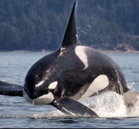 Σπαρακτικό βίντεο: Φάλαινα χτυπιέται στο τζάμι του ενυδρείου μετά από 12 χρόνια απομόνωσης 