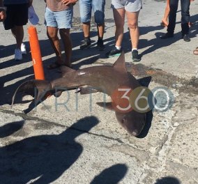 Κρήτη: Σήκωσαν το αγκίστρι και είδαν καρχαρία! Αλιείς ψάρεψαν ολόκληρο θηρίο στην Παλαιόχωρα (φωτό)