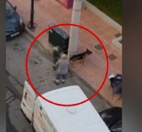 Δραπετσώνα: Συνελήφθη η ιδιοκτήτρια του λυκόσκυλου που κατασπάραξε κανίς - «μέσα σε δύο λεπτά μου το σκότωσε» (βίντεο)