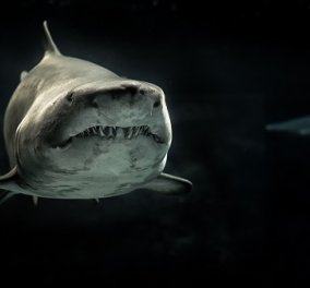 Μεξικό: Λευκός καρχαρίας μήκους 5,7 μέτρων κατασπάραξε 50χρονο δύτη - «του έσκισε το κεφάλι» (φωτό & βίντεο)