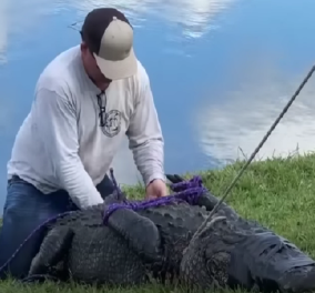 ΗΠΑ: 85χρονη προσπάθησε να σώσει το σκύλο της από τα δόντια του αλιγάτορα - Τελικά την κατασπάραξε (βίντεο)
