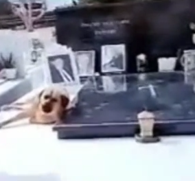 Συγκινητικό βίντεο: Σκυλί στην Κρήτη δεν εγκαταλείπει το αφεντικό του – Είναι κάθε μέσα πάνω στον τάφο του, δείτε το