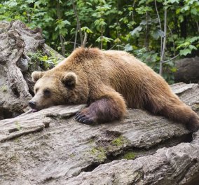 Καφέ αρκούδες: Πόσες ζούνε στο ελληνικά βουνά – Τι αποκαλύπτει ανάλυση DNA για τον πληθυσμό τους