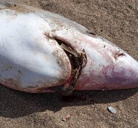 Κρήτη: Μεγάλος καρχαρίας ξεβράστηκε σε παραλία της Κισάμου -  άγνωστο το είδος του (φωτό) 