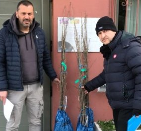 Το "σήμα κατατεθέν" του Καναδά ριζώνει στην Ελλάδα: 40.000 δέντρα με το εμβληματικό πλατύφυλλο σε 200 δήμους