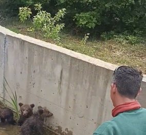 Φλώρινα: Ανήσυχη η μαμά αρκουδίτσα παρακολουθεί τα αρκουδάκια της που παγιδεύτηκαν σε κανάλι (φωτό - βίντεο)