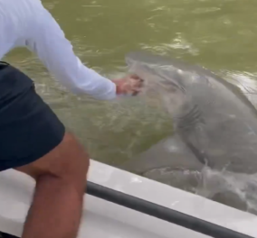 Φλόριντα - Συγκλονιστικό βίντεο: H στιγμή που καρχαρίας αρπάζει από το χέρι ψαρά - ο φίλος του τον είχε προειδοποιήσει